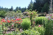 79 - Butchard Gardens  - IMG_1680